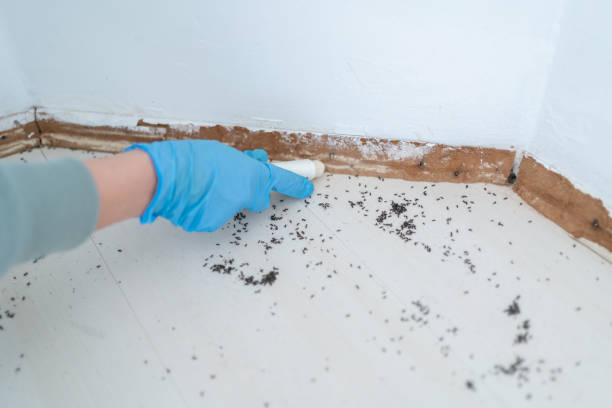 Best Best Pest Control Companies  in Cactus, TX